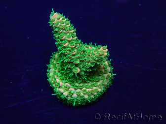 WYSIWYG Acropora Maricultura aclimatada LED