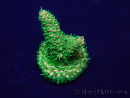 WYSIWYG Acropora Maricultura aclimatada LED