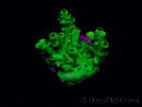 WYSIWYG Acropora Australia acclimated LED