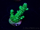 WYSIWYG Acropora Mariculture acclimated LED