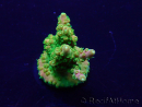 WYSIWYG Acropora Mariculture acclimated LED