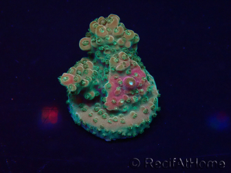 WYSIWYG Acropora Mariculture acclimaté led