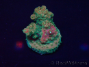 WYSIWYG Acropora Mariculture acclimated under LED