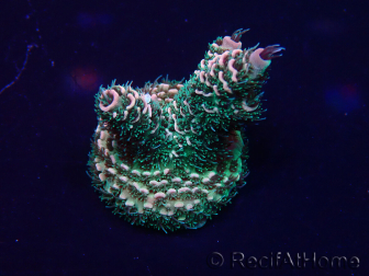 WYSIWYG Acropora millepora Mariculture acclimaté led