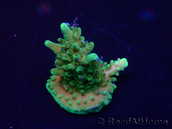 WYSIWYG Acropora akklimatisiert LED