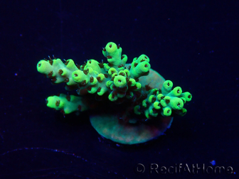 WYSIWYG Acropora Mariculture acclimated LED