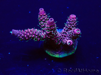 WYSIWYG Acropora Marikultur akklimatisiert LED