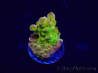 WYSIWYG Acropora Maricoltura acclimatata a LED