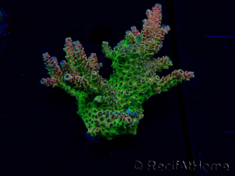 WYSIWYG Acropora Maricultura aclimatada LED