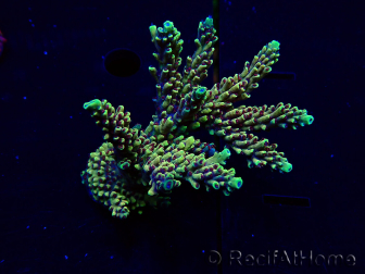 WYSIWYG Acropora Mariculture acclimated LED