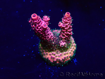 WYSIWYG Acropora Mariculture acclimated LED