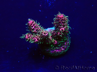 WYSIWYG Acropora Marikultur akklimatisiert LED