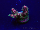 WYSIWYG Acropora 15U11 Mariculture acclimaté led