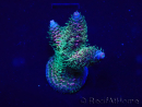 WYSIWYG Acropora Marikultur akklimatisiert LED