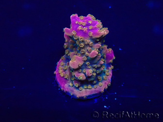 WYSIWYG Acropora Maricoltura acclimatata a LED