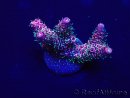 WYSIWYG Acropora Maricoltura acclimatata a LED