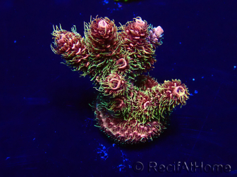 WYSIWYG Acropora 15W2 Mariculture acclimaté led