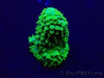 WYSIWYG Acropora Marikultur akklimatisiert LED