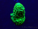 WYSIWYG Acropora Maricoltura acclimatata a LED