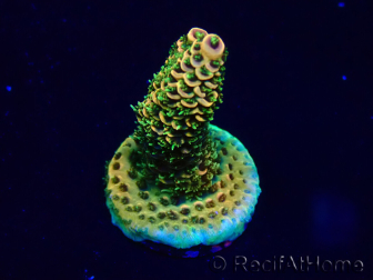 WYSIWYG Acropora Mariculture acclimated LED