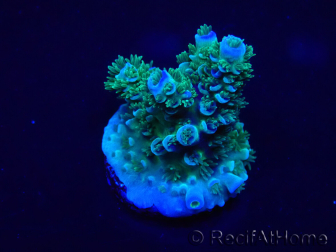 WYSIWYG Acropora Maricoltura acclimatata a LED