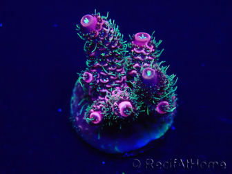 WYSIWYG Acropora Mariculture acclimated LED