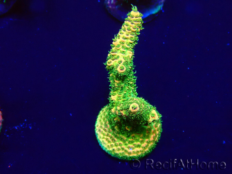 WYSIWYG Acropora Mariculture acclimated LED
