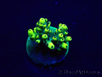 WYSIWYG Acropora Marikultur akklimatisiert LED