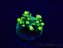 WYSIWYG Acropora 15W11 Mariculture acclimaté led