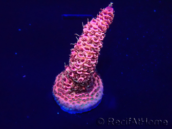 WYSIWYG Acropora Mariculture acclimated LED