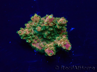 WYSIWYG Acropora Maricultuur geacclimatiseerd LED