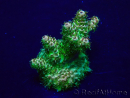 WYSIWYG Acropora Maricoltura acclimatata a LED