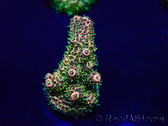 WYSIWYG Acropora Maricoltura acclimatata a LED