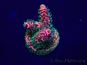 WYSIWYG Acropora Mariculture acclimated LED