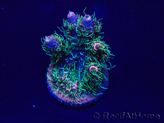 WYSIWYG Acropora Mariculture acclimated LED