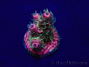 WYSIWYG Acropora Mariculture acclimated LED