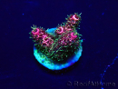WYSIWYG Acropora 15Y6 Mariculture acclimaté led