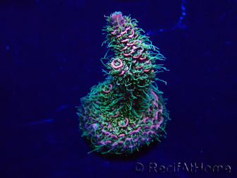 WYSIWYG Acropora Maricultura aclimatada LED