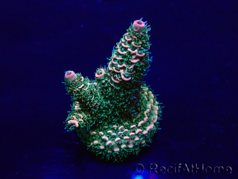 WYSIWYG Acropora Mariculture acclimated LED