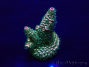 WYSIWYG Acropora Mariculture acclimated LED