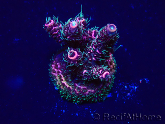 WYSIWYG Acropora Mariculture acclimated LED