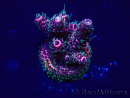 WYSIWYG Acropora Maricultuur geacclimatiseerd LED