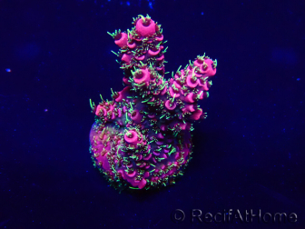 WYSIWYG Acropora 15Y11 Mariculture acclimaté led