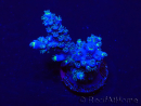 WYSIWYG Acropora Maricultuur geacclimatiseerd LED