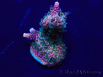 WYSIWYG Acropora Mariculture acclimated LED