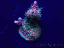 WYSIWYG Acropora Mariculture acclimated LED