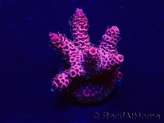WYSIWYG Acropora Mariculture acclimated LED