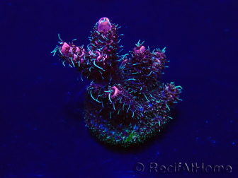 WYSIWYG Acropora Maricultuur geacclimatiseerd LED