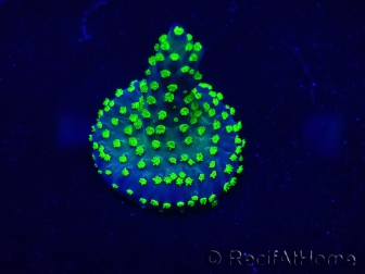 WYSIWYG Acropora Maricultuur geacclimatiseerd LED