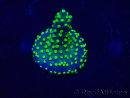 WYSIWYG Acropora Mariculture acclimated LED